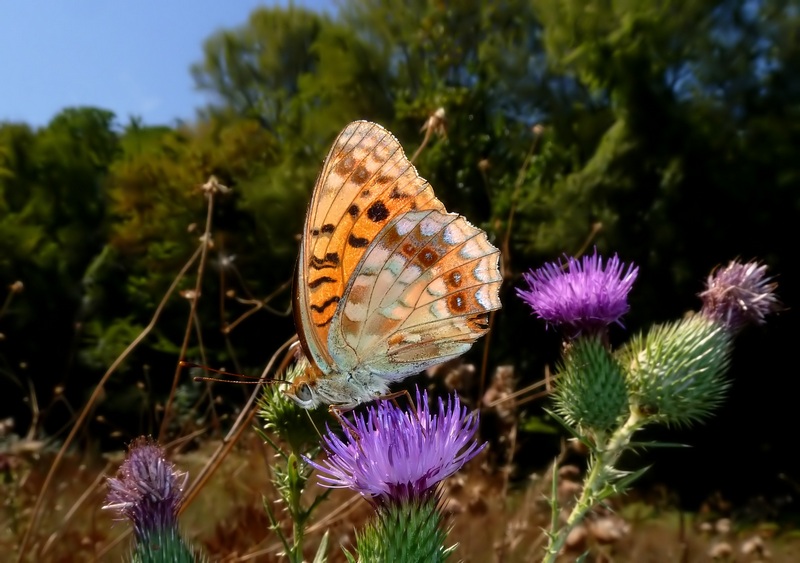 Farfalle di Settembre